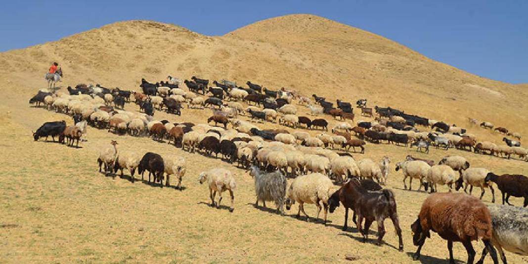 Yaz bitti dönüş yoluna geçildi! 5 ay süren serüven: Birçoğunun geçim kaynağı… 3